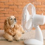 Ein Hund sitzt vor einem Ventilator